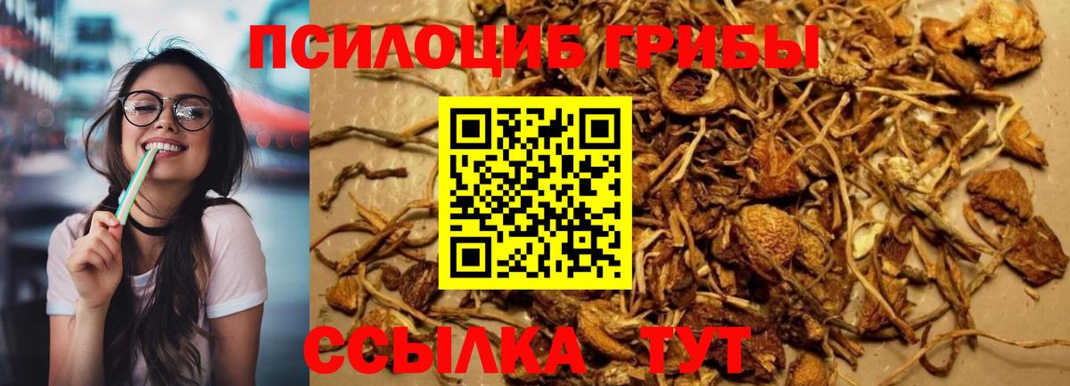 Псилоцибиновые грибы Psilocybe  Вход с VPN  Псилоцибиновые грибы Magic Shrooms  Тутаев 